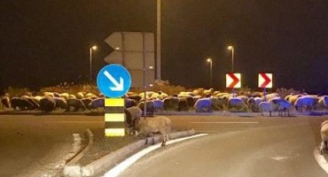 Zagreb, ovce, ovce na cesti