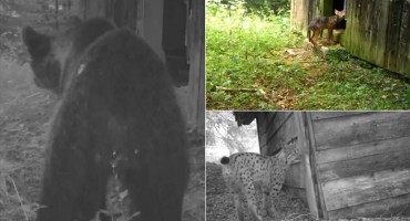 Vukovi, divlje svinje, risovi sve bliže hrvatskim gradovima