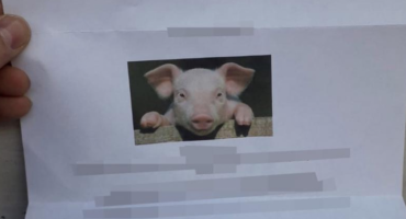 Džamiji poslali pismo s uvredljivim porukama i fotografijom svinje