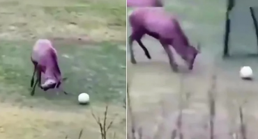 VIRALAN VIDEO Pogledajte jelena koji igra nogomet 