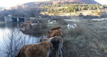 Upoznajte duvanjskog farmera, oca šestero djece koji živi svoj san