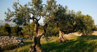 Hoće li Hercegovci umjesto smilja zasaditi masline?