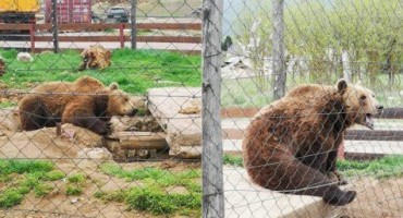Macola bi mogao ostati bez svoja dva medvjeda Brunde i Mrkog