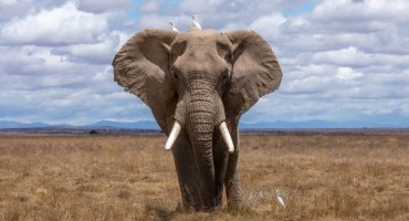 UBILI ZAŠTIĆENOG SLONA Vlada profesionalnim lovcima ukinula dozvole za lov