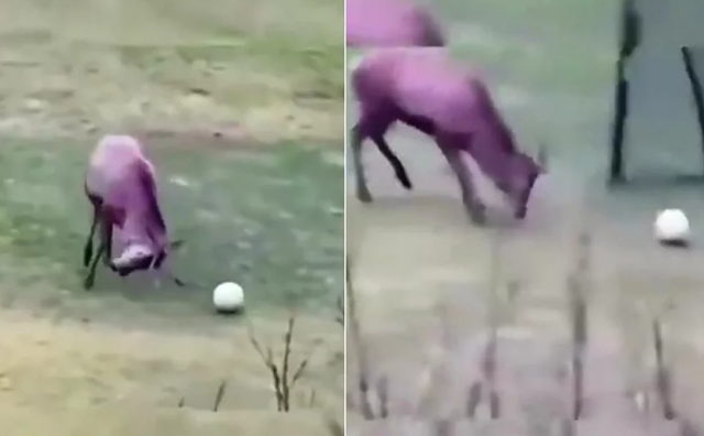 VIRALAN VIDEO Pogledajte jelena koji igra nogomet 