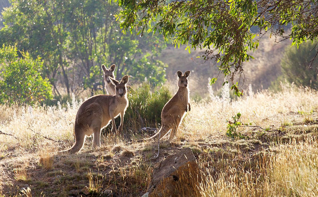 AUSTRALIJA Počelo ubijanje smrtno ozlijeđenih klokana