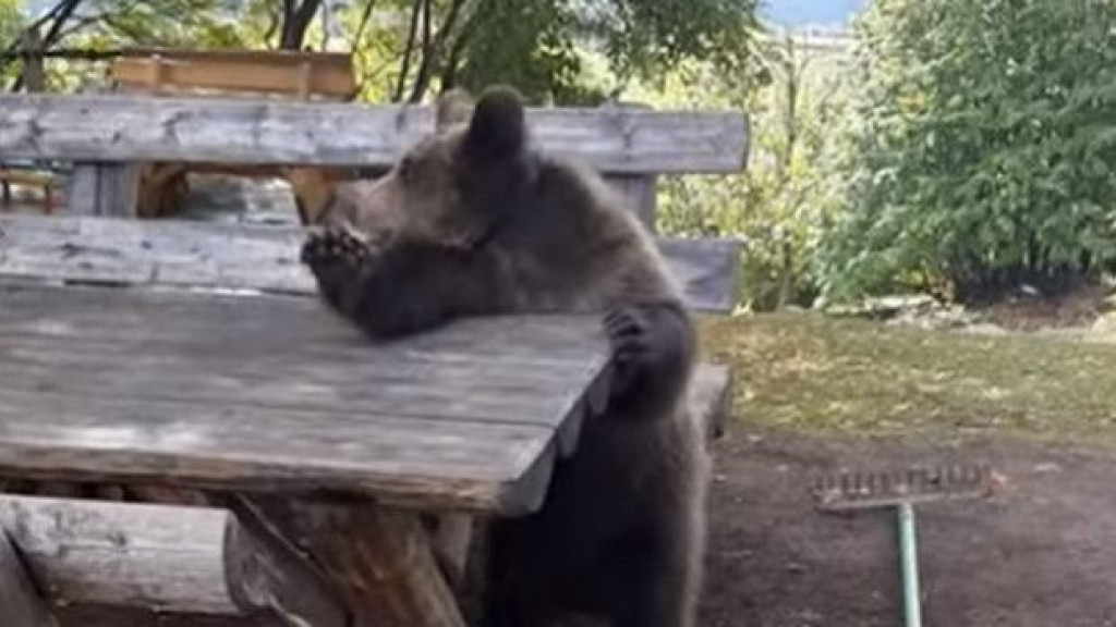 RASPLESANI MEDO Video iz BiH postao svjetski hit