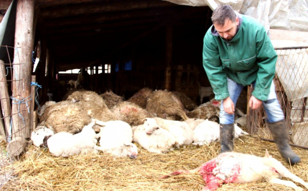 Psi lutalice usmrtile desetak ovaca na imanju kod Bosanske Gradiške