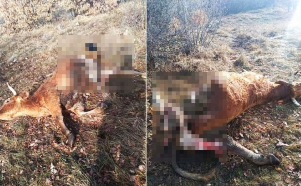 JEZIV PRIZOR Čopor vukova usmrtio kravu u Tomislavgradu