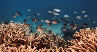 ekologija, zabrana, Arhipelag Palau, Mikronezija, okoliš