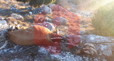 UZNEMIRUJUĆE FOTOGRAFIJE Na brdu Fortica iznad Mostara pronađeni životinjski ostaci