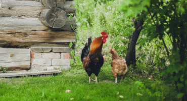 UPOZORENJE Slučajevi ptičje ili kokošje gripe mogući i u BiH