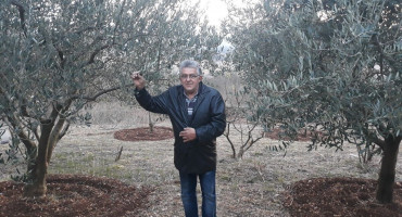 KAMEN, KRŠ, VINO, GANGA I MASLINA Maslinovo ulje iz Gruda osvaja priznanja za ekstra djevičansku kvalitetu