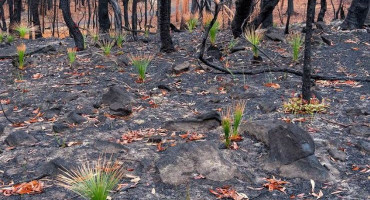 Australija, požar, Obnova