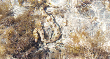 NEVJEROJATAN VIDEO IZ JAJCA Pogledajte kako zmije napadaju ribe