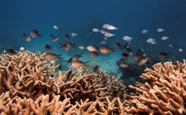 MIKRONEZIJA Zabranjene kreme za sunčanje štetne za koraljne grebene