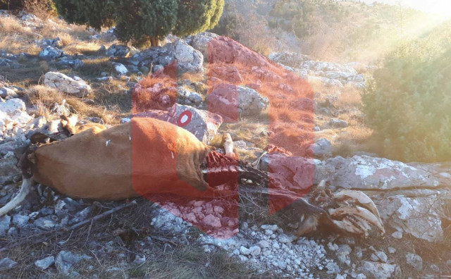 UZNEMIRUJUĆE FOTOGRAFIJE Na brdu Fortica iznad Mostara pronađeni životinjski ostaci