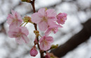 Procvala japanska trešnja