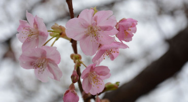Prvi cvjetovi japanske trešnje u Mostaru