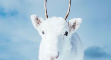 Jeste ikada vidjeli bijelog soba? Pogledajte ove fotografije!