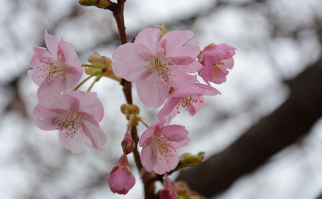 Prvi cvjetovi japanske trešnje u Mostaru