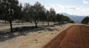 S najveće plantaže maslina u BiH poručuju da je maslinovo ulje iz Hercegovine uz bok istarskom