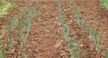 POLJOPRIVREDA U VRIJEME KORONE Rad u polju Brotnjacima svojevrsna terapija