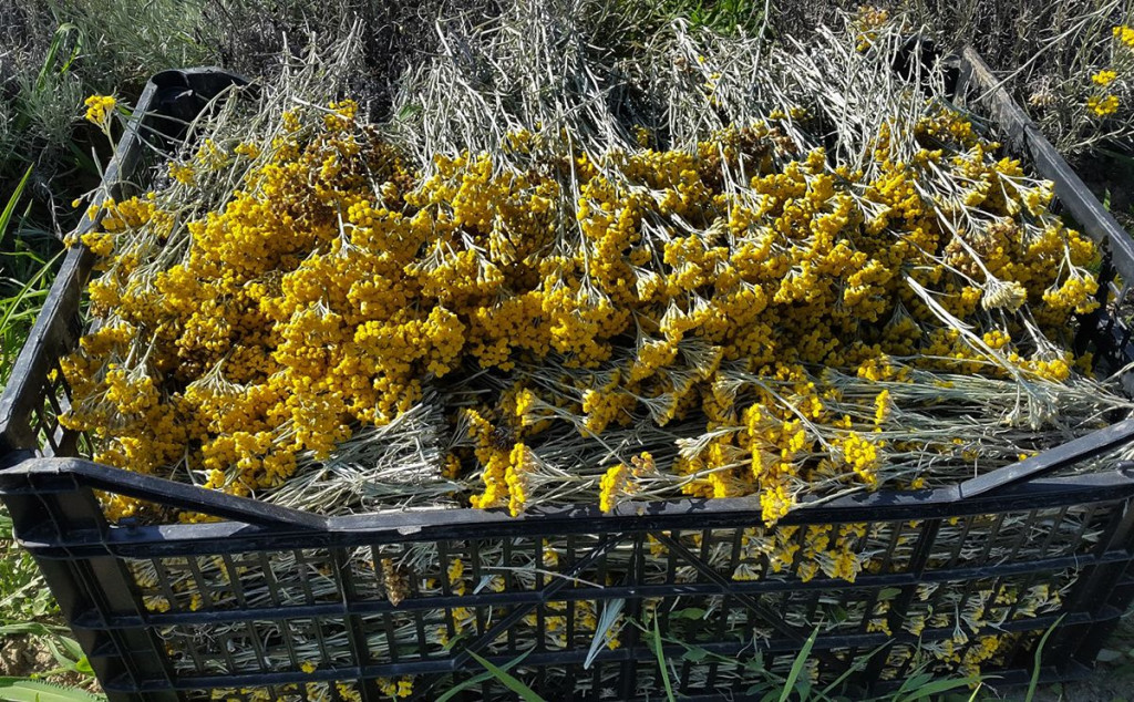 SMILJE SE VIŠE NE ISPLATI Država zakazala, otkupna cijena daleko ispod isplative