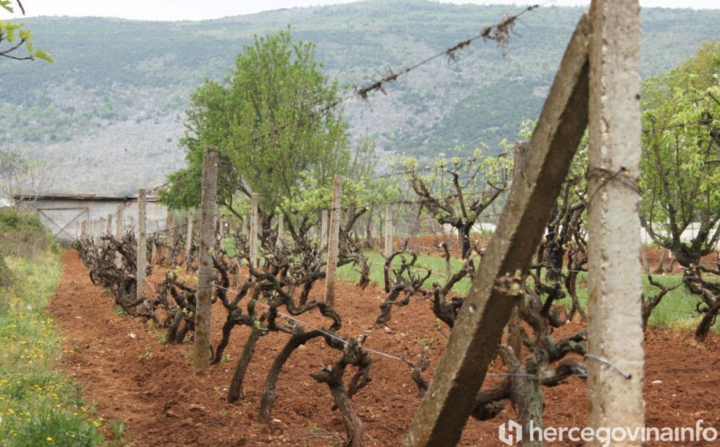 VINOGRADARI OPREZ Uočen grozdov moljac