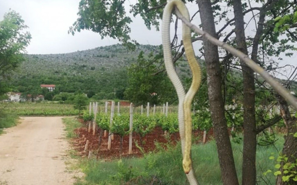 MEĐUGORJE Ubio zmiju dugu 238 centimetara