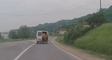 Krava