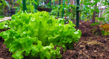 GRAĐANI BJEŽALI NA SELO Tko nije nikada išao na selo, ove godine je nešto posadio