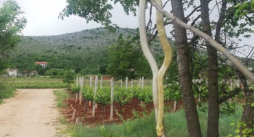 MEĐUGORJE Ubio zmiju dugu 238 centimetara