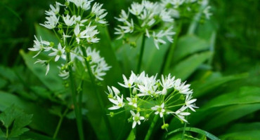 srijemuš, medvjeđi bijeli luk