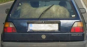 RAZRIJEŠENE KRAĐE U LJUBUŠKOM Krale se ovce, goveda i parfemi