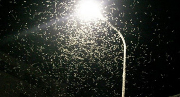 Najezda leptira u Hercegovini