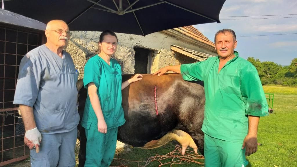 Duvanjski veterinari carskim rezom otelili kravu s dvoglavim teletom