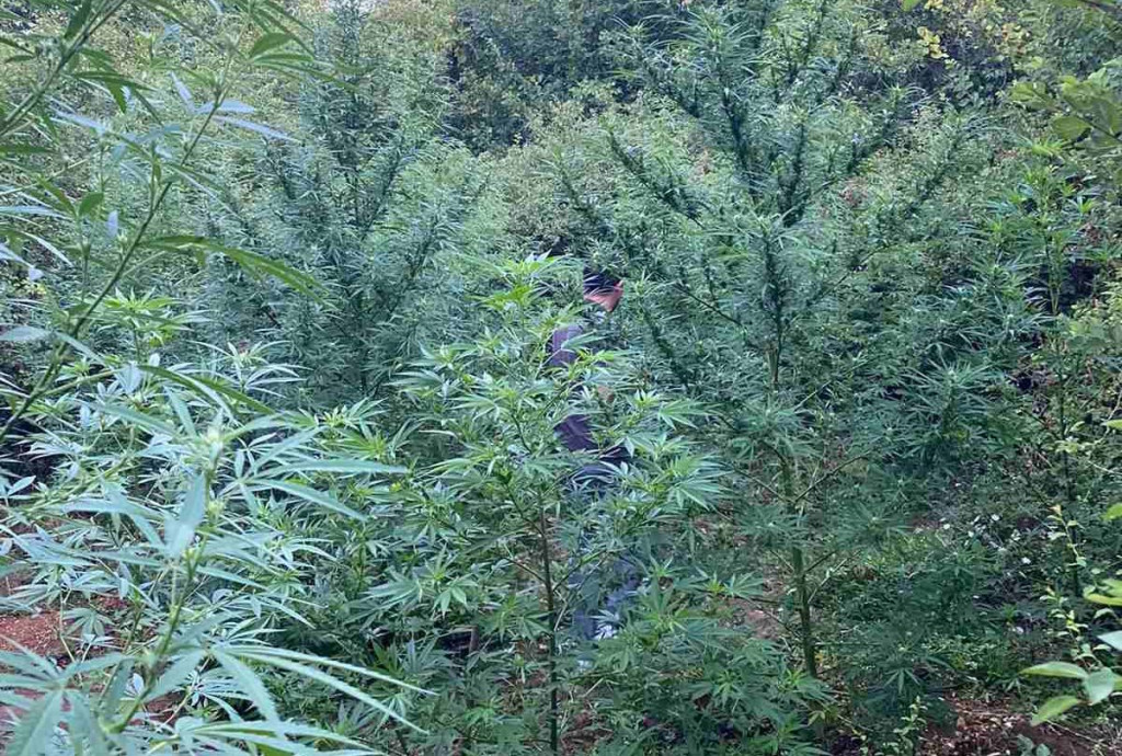 VINO, GANDŽA, NERETVA Hercegovci se okrenuli sadnji konoplje, masovno "padaju" plantaže