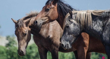 KONJI NA BILIMA Vode još ima, hranu kada možemo kupimo, a u posjeti je ove sezone bilo samo dvoje ljudi