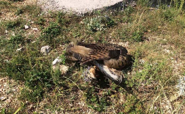 IZUMIRANJE Kod Mostara uginula ugrožena vrsta sove