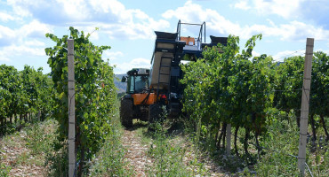 Hercegovina vino