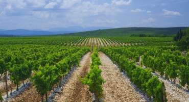 BROĆANSKI VINOGRADARI U PROBLEMIMA Prinos grožđa dobar, ali loše ide, lanjske zalihe vina ogromne