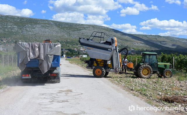 Berba grožđa u Hercegovini: Godina je jako dobra, a sve je veća potražnja za bijelim grožđem
