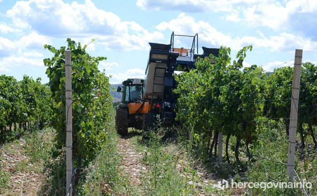 Hercegovina vino