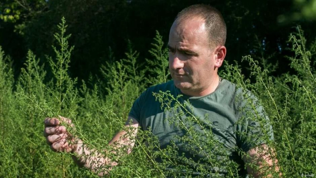 NJEMAČKI ZNANSTVENICI Mogući lijek protiv korone raste i u Hercegovini