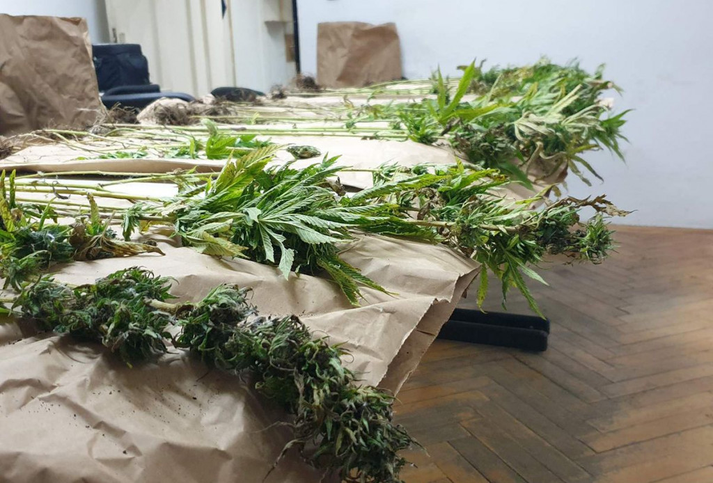 JOŠ JEDNA U HERCEGOVINI Pronađena plantaža marihuane