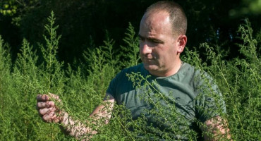 NJEMAČKI ZNANSTVENICI Mogući lijek protiv korone raste i u Hercegovini