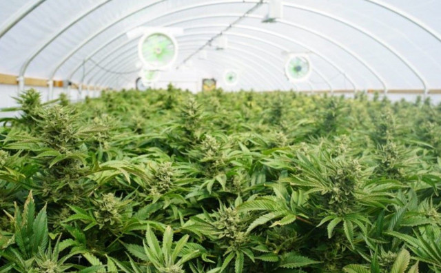Marihuana