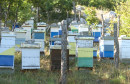 Košnice Trebinje Pčelarstvo