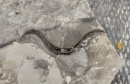 Bileća zmija fosil